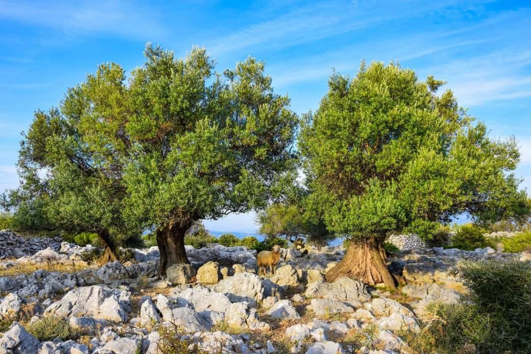 Stanko Sea View Lägenhet Metajna Exteriör bild